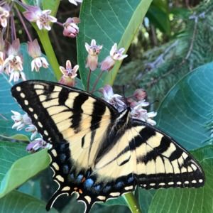 Meet your Posher, Joni